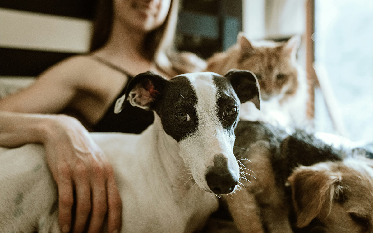 7 Proven Ways to Reduce Anxiety in Dogs and Cats Naturally
