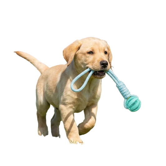 Puppy playing with a blue rope toy on grass